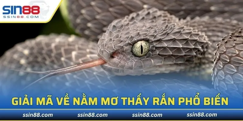 Giải mã về nằm mơ thấy rắn phổ biến nhất