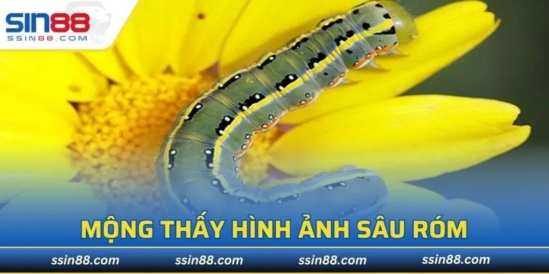 Mộng thấy hình ảnh sâu róm bạn cần lưu ý cuộc sống