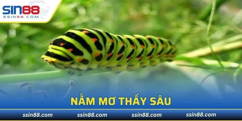 Nằm Mơ Thấy Sâu